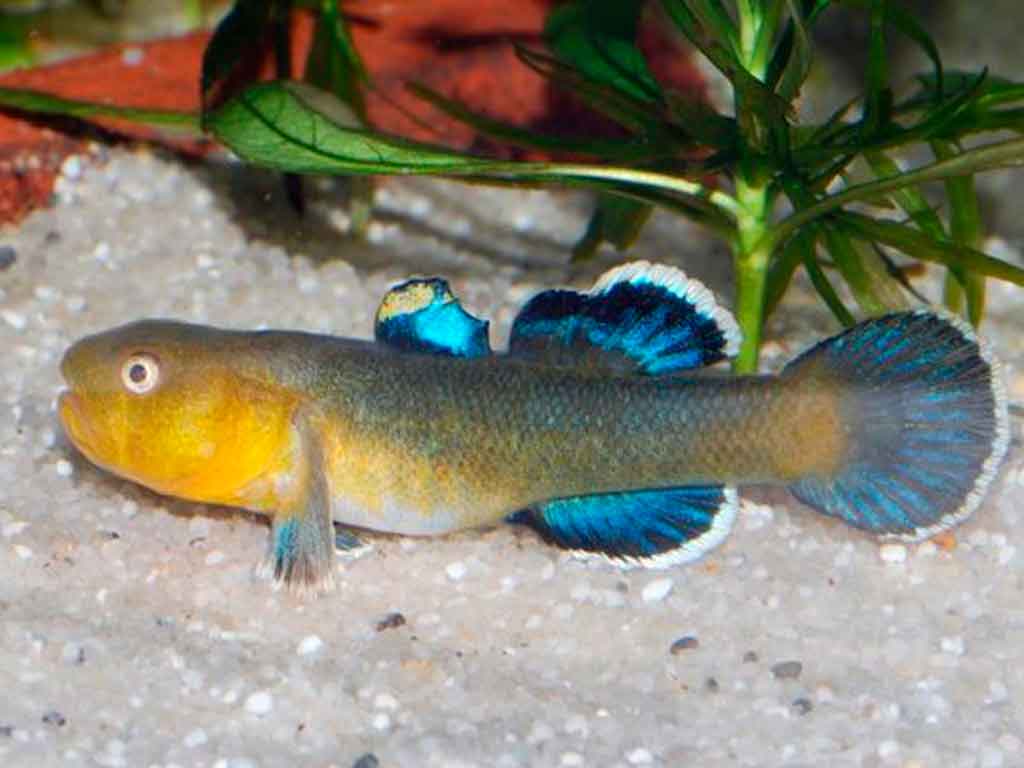 The Desert Goby: The Hard Water Fish with the Most Spectacular Courtship