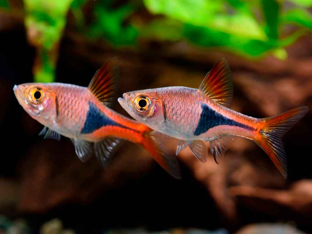 The Harlequin Rasbora: Discover How to Care For, Feed, and Breed This Iconic Fish