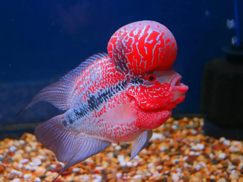 Flowerhorn Cichlids