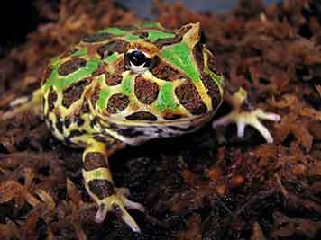 reptiles and amphibians