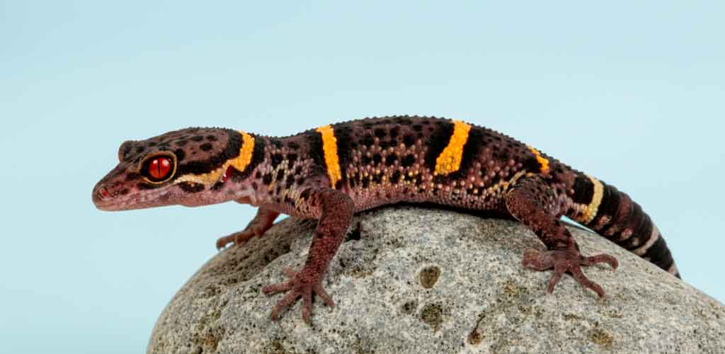 Chinese Cave Geckos (Goniurosaurus): The Gothic Guardian
