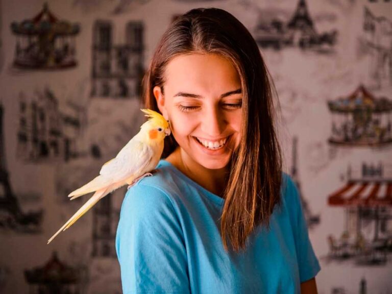Cockatiel Care Guide: How to Raise a Happy and Healthy Feathered Friend