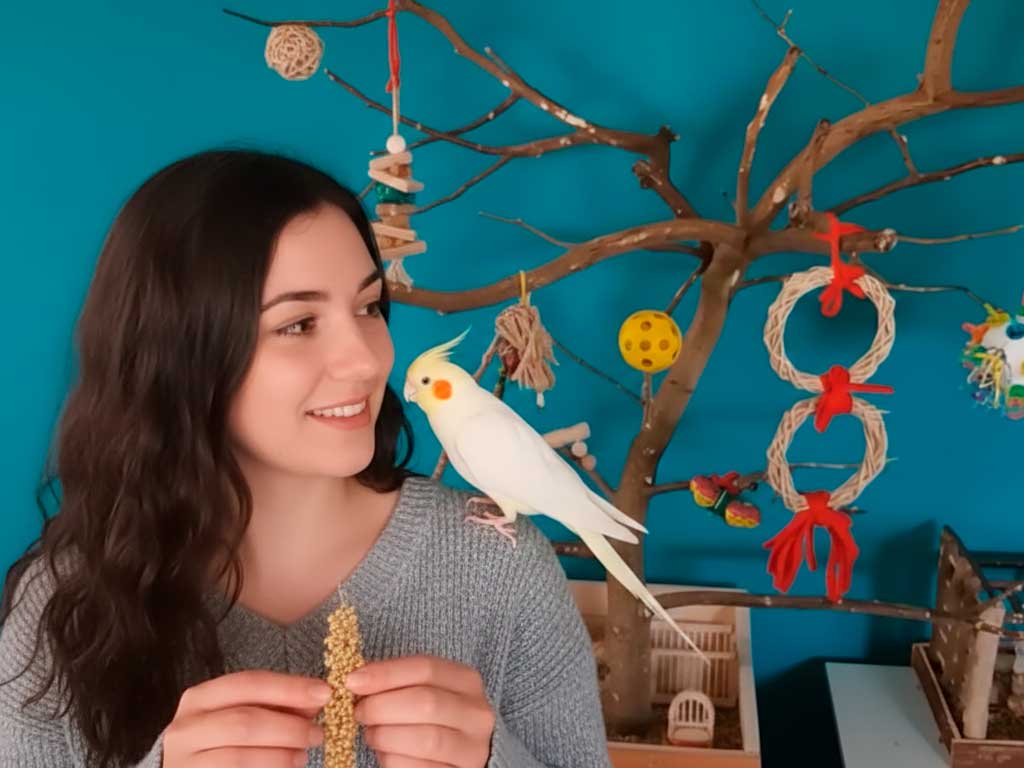 Cockatiel Care Guide: How to Raise a Happy and Healthy Feathered Friend