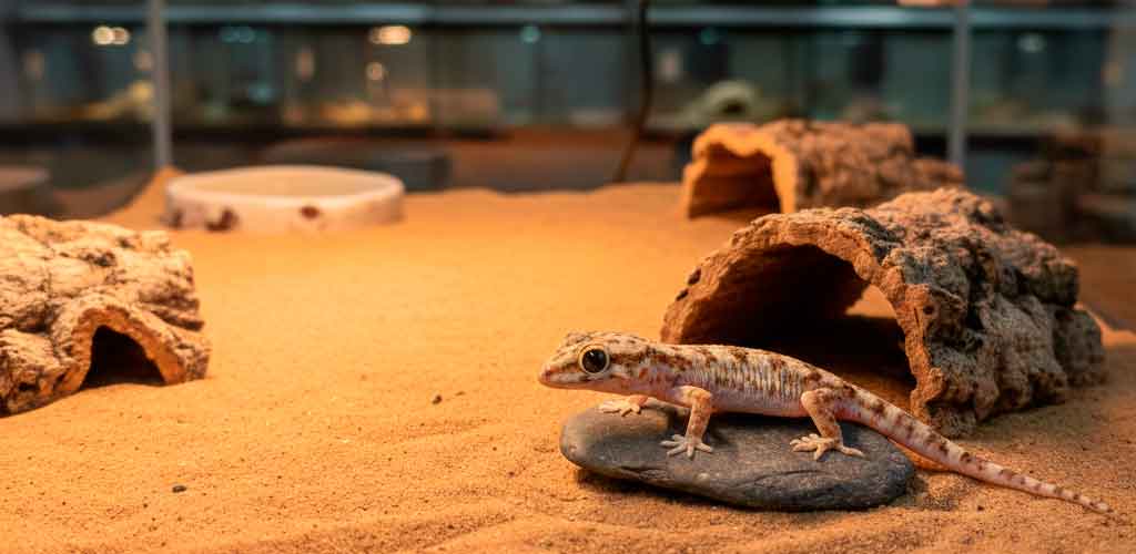 Dune Gecko (Stenodactylus)