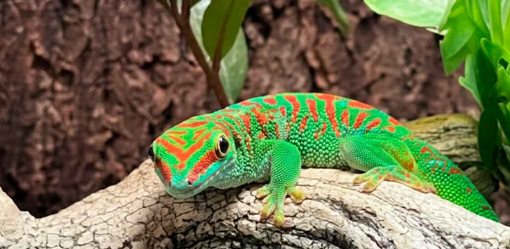 Giant Day Geckos (Phelsuma grandis): The Living Jewel