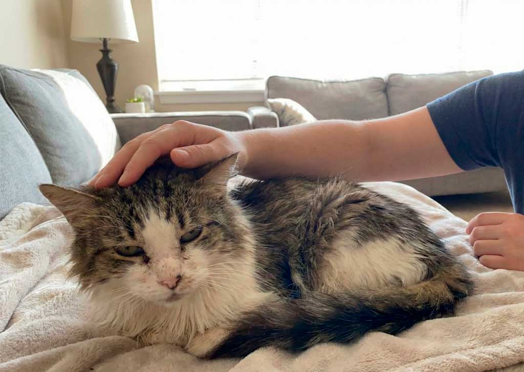 Is Your Cat Silently Suffering? Recognizing the Signs of Liver Disease