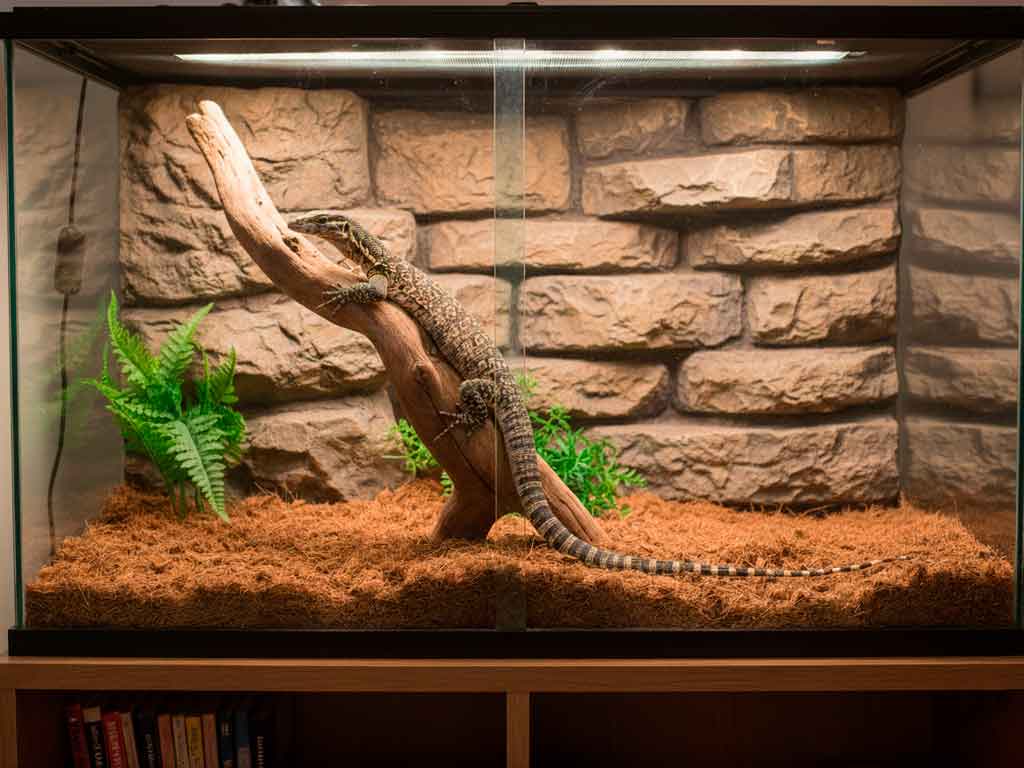 Kimberley Rock Monitor (Varanus glauerti)