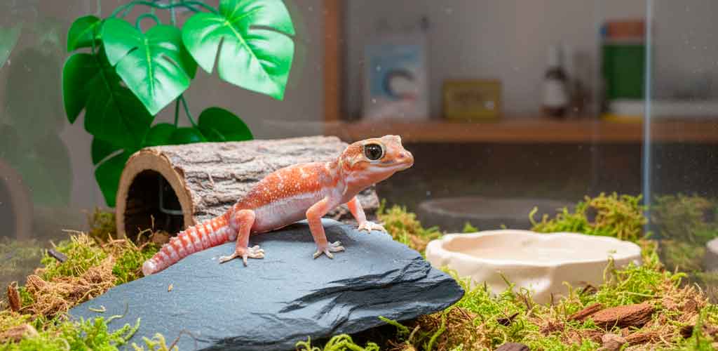 Knob-Tailed Geckos (Nephrurus): The Australian Wonder