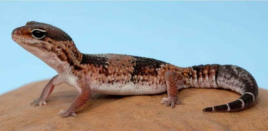 Leopard & African Fat-Tailed Geckos