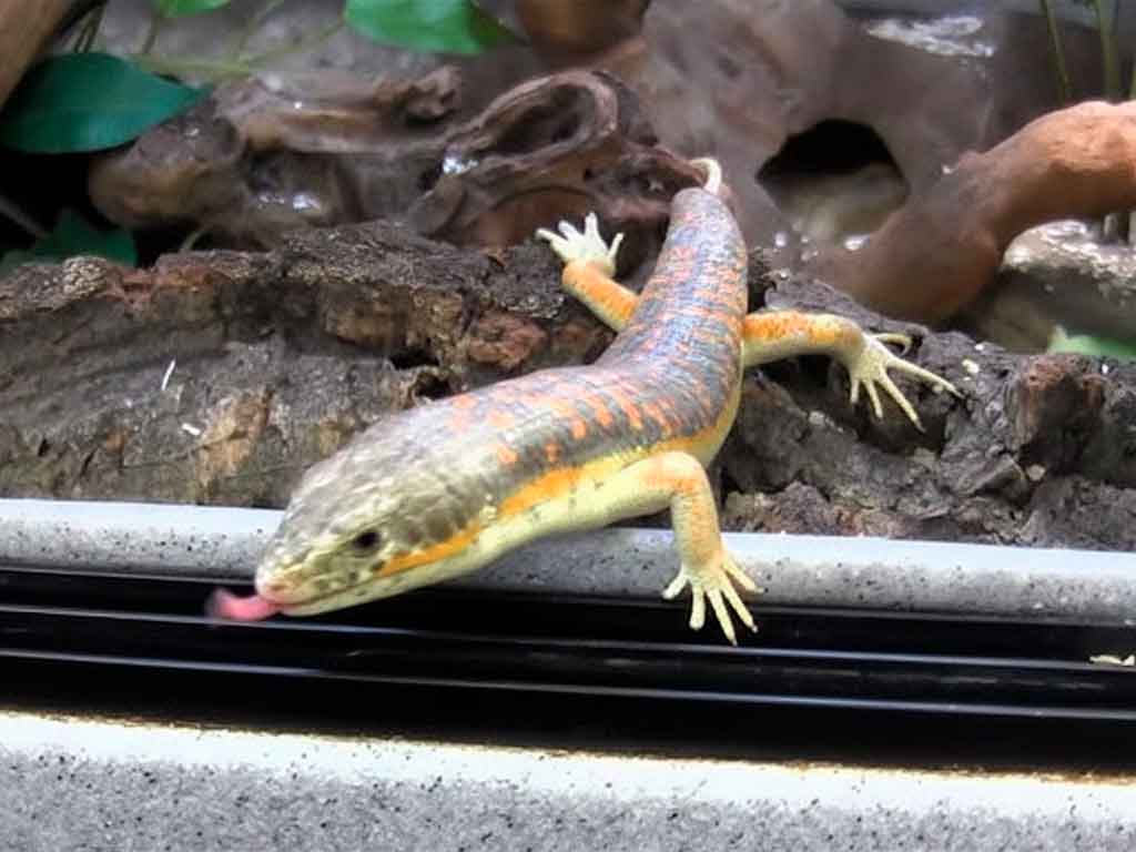 Schneider’s Skink: The “Puppy” of the Reptile World