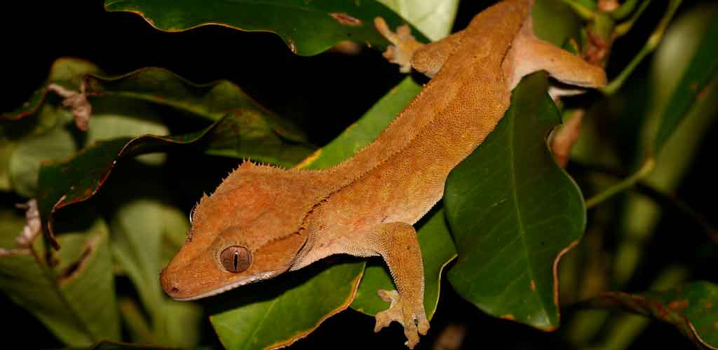 The Crested Gecko (Correlophus ciliatus): The King of Convenience