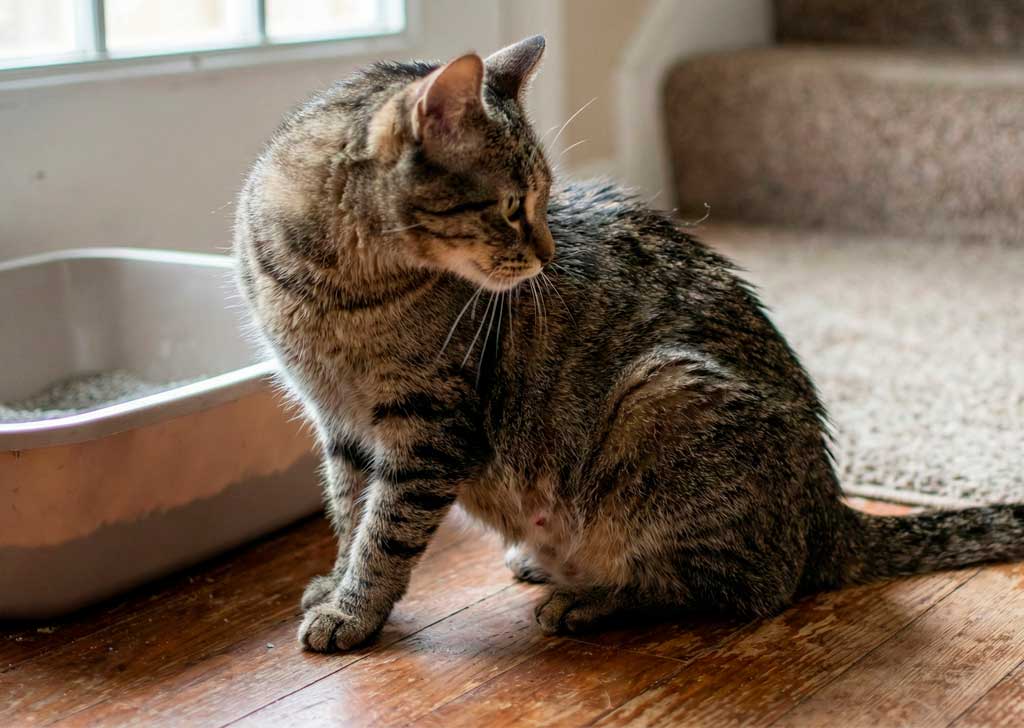 Understanding Internal Parasites: How to Tell if Your Cat Has Worms