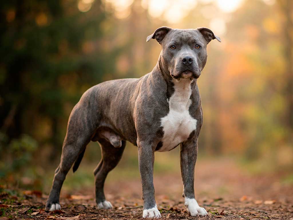 American Staffordshire Terrier