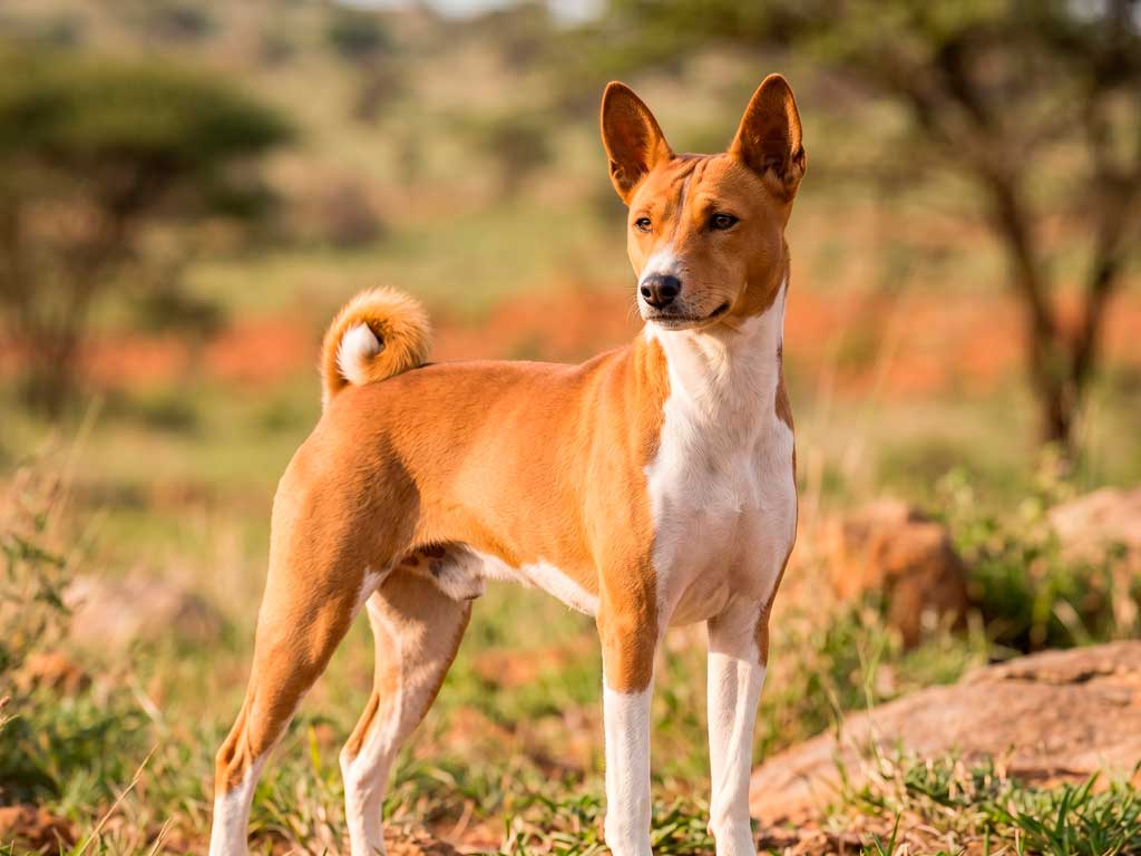 Basenji Dog Breed: Owner's Guide
