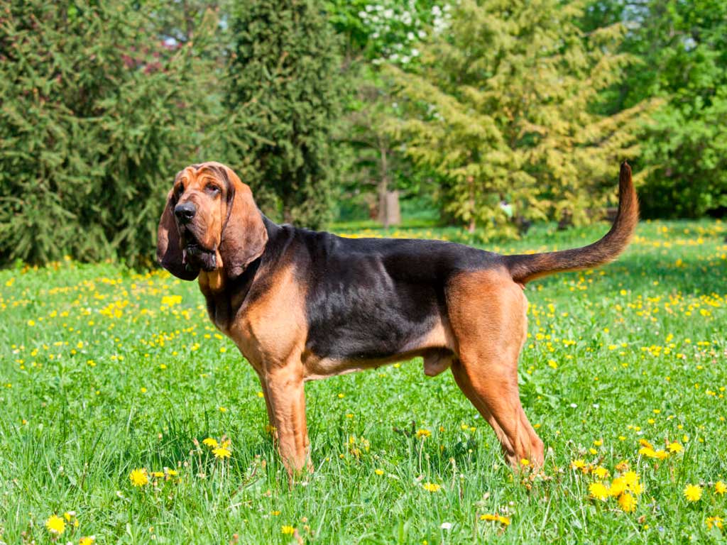 Bloodhound Dog Breed