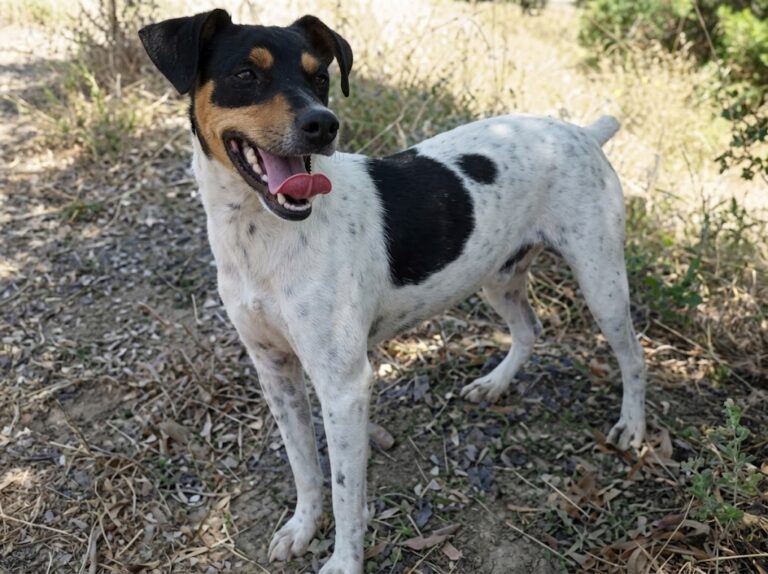 Bodeguero Dog Breed