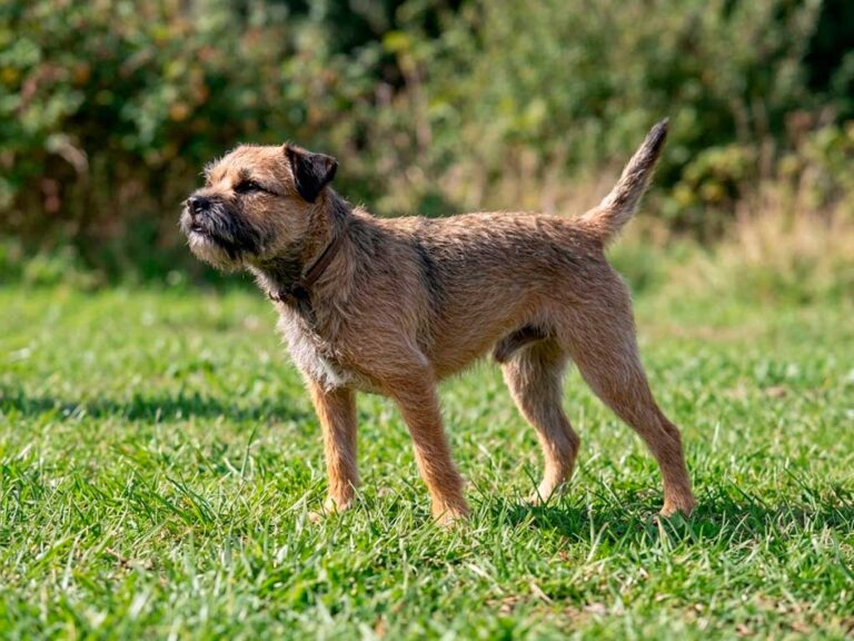 Border Terrier