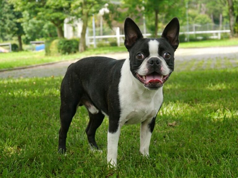 Boston Terrier