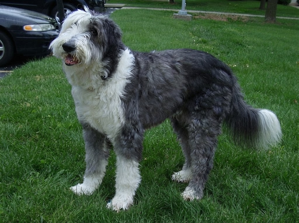 Old English Sheepdog