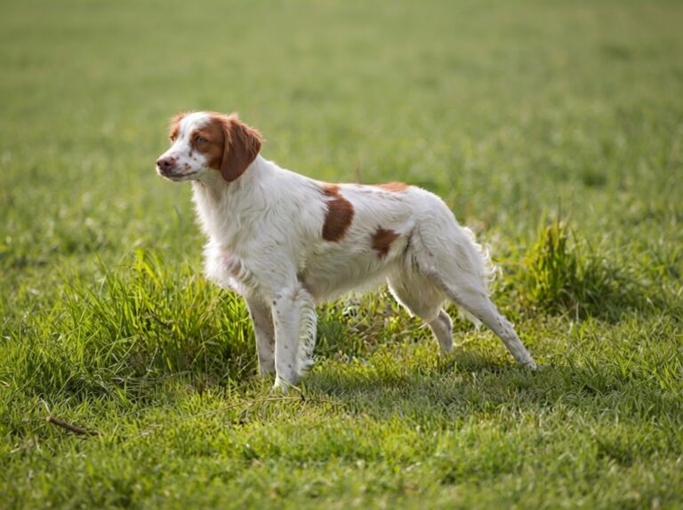 Brittany dog