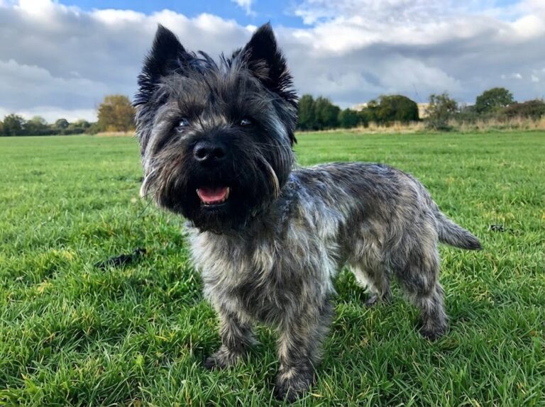 Cairn Terrier Dog