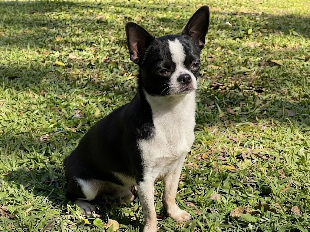Chihuahua