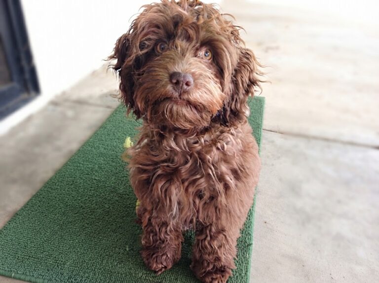 Cockapoo Dog: Complete Breed Profile, Care Tips & Temperament