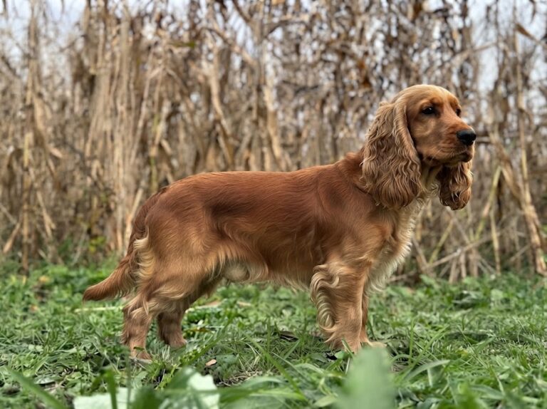English Cocker Spaniel