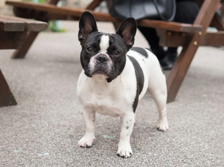 French Bulldog
