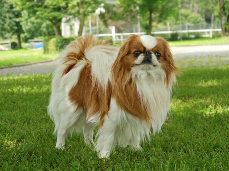 Japanese Chin