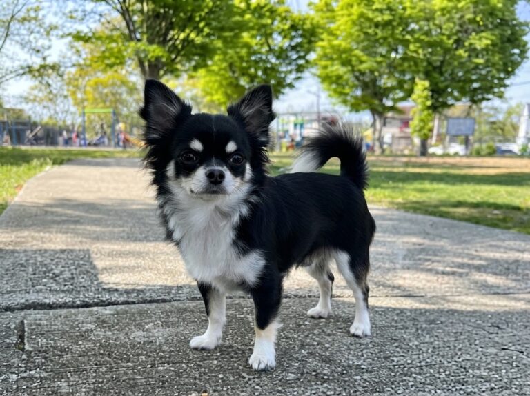 Long-Haired Chihuahua