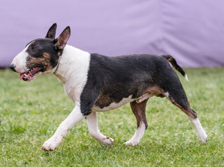 Miniature Bull Terrier