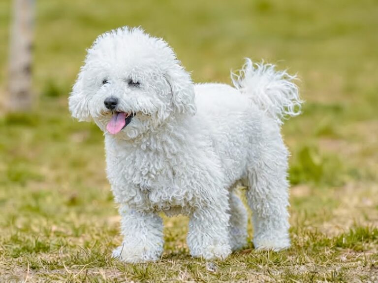 Miniature Poodle Dog Breed