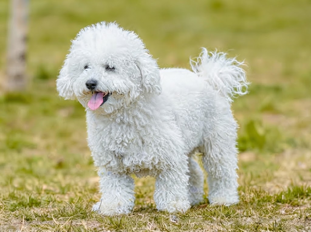 Miniature Poodle Dog Breed