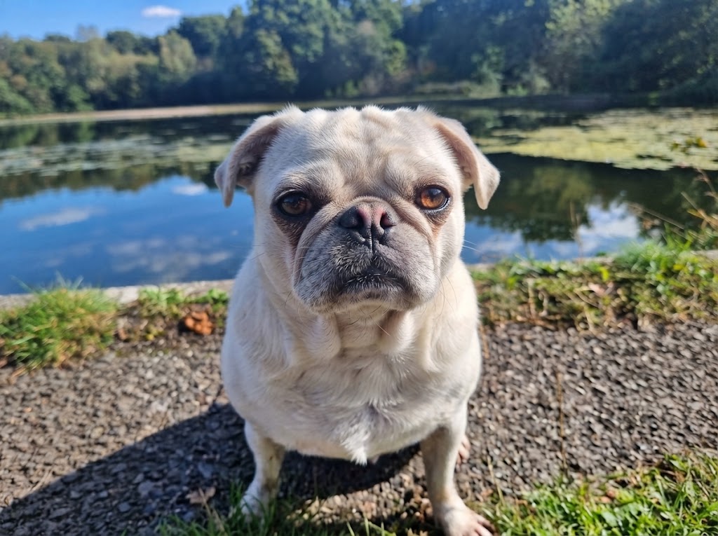 Pug Dog Breed