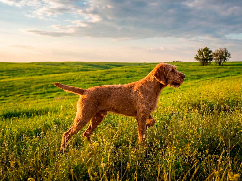 Wirehaired Vizsla: The Ultimate Portrait of Hungary’s Rarest Hunter