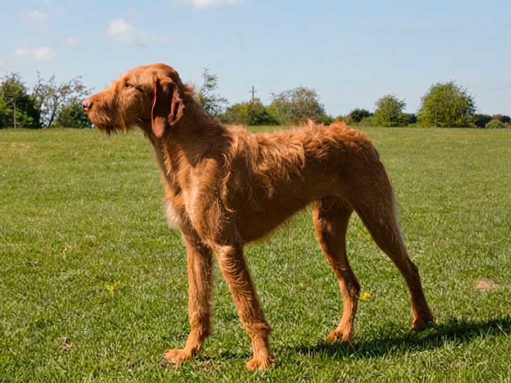 Wirehaired Vizsla: The Ultimate Portrait of Hungary’s Rarest Hunter