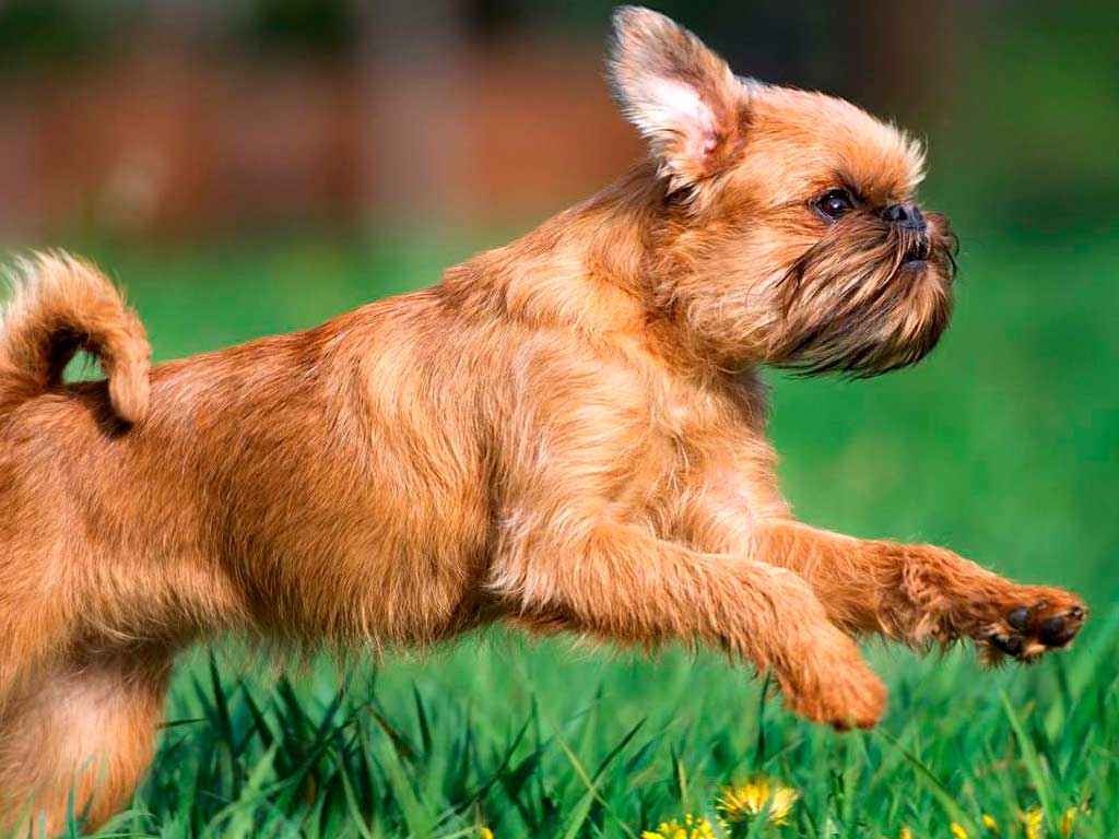 Brussels Griffon (Rough-Coated): The Monkey-Faced Urban Companion