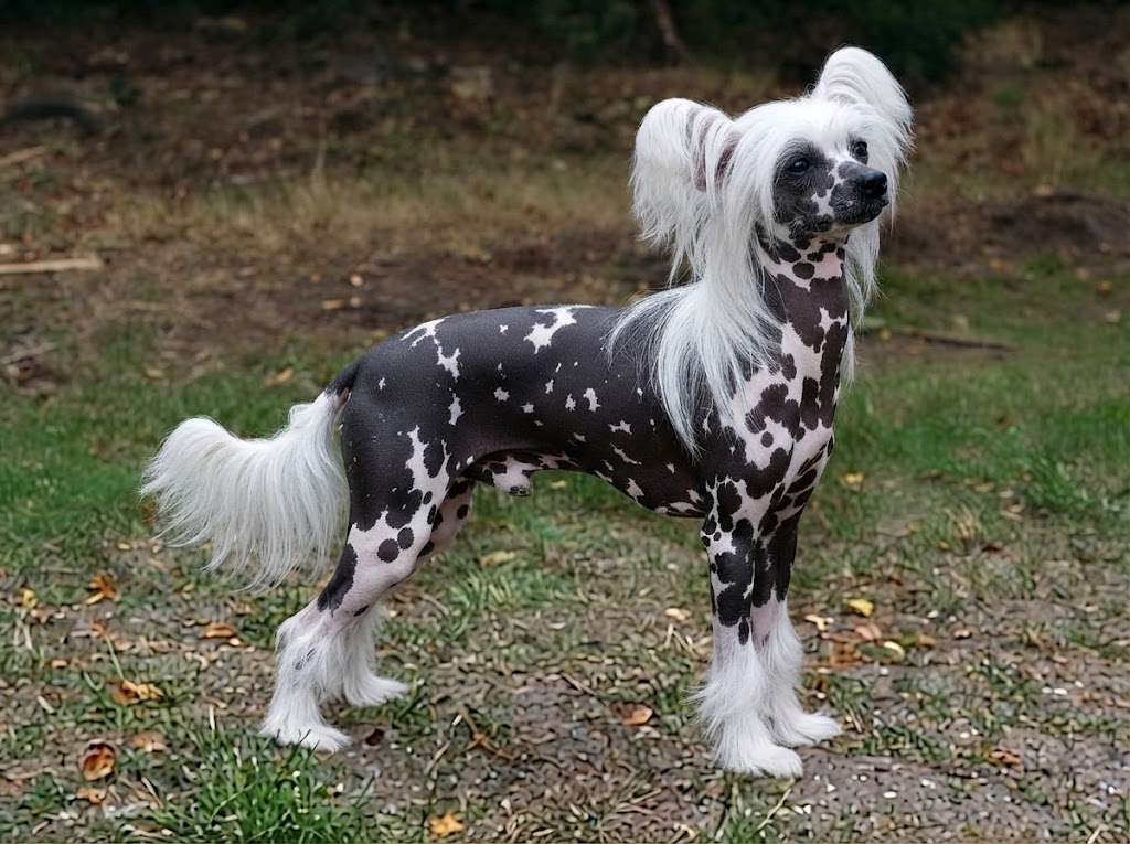 Chinese Crested Dog: Care, Temperament & Health Facts