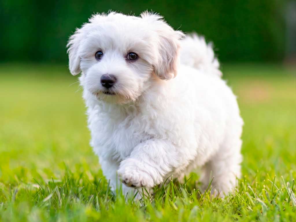 Coton de Tulear: Madagascar's Royal Companion Dog With a Rare and Fascinating History