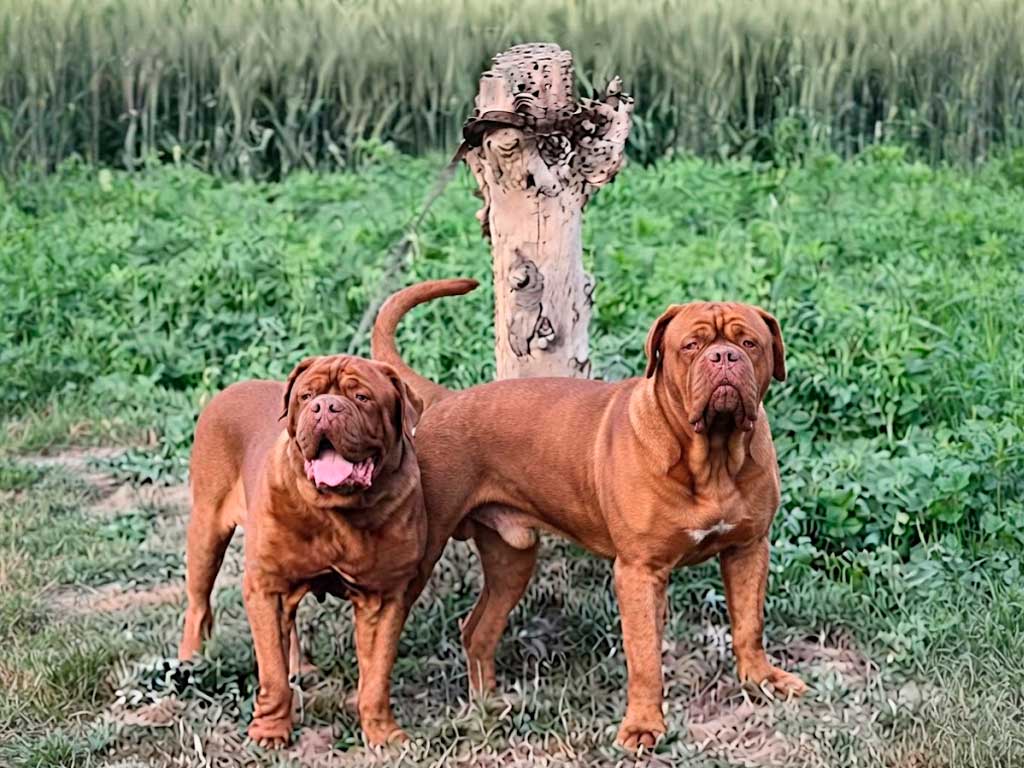 French Mastiff