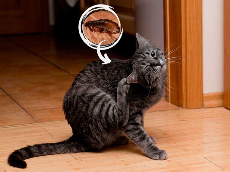 How to Prevent Fleas in Cats Year-Round