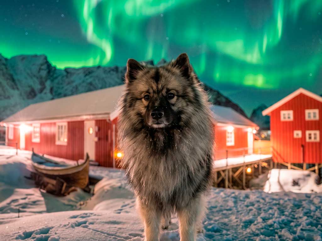 Keeshond Dog Breed: The Smiling Dutch Guardian Complete Guide