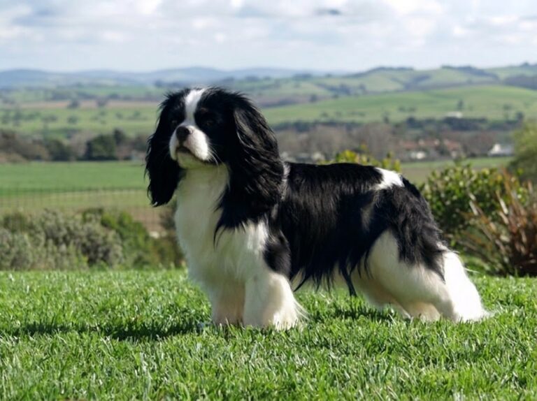 King Charles Spaniel Dog Breed: The Royal Toy Spaniel Complete Guide