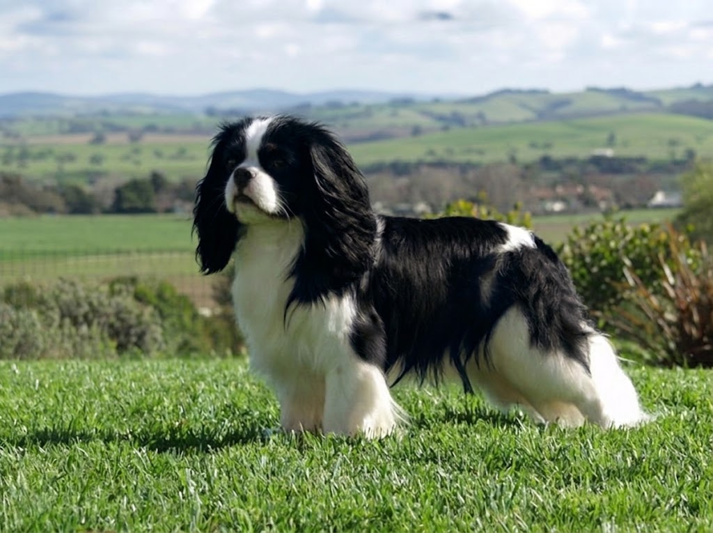 King Charles Spaniel Dog Breed: The Royal Toy Spaniel Complete Guide