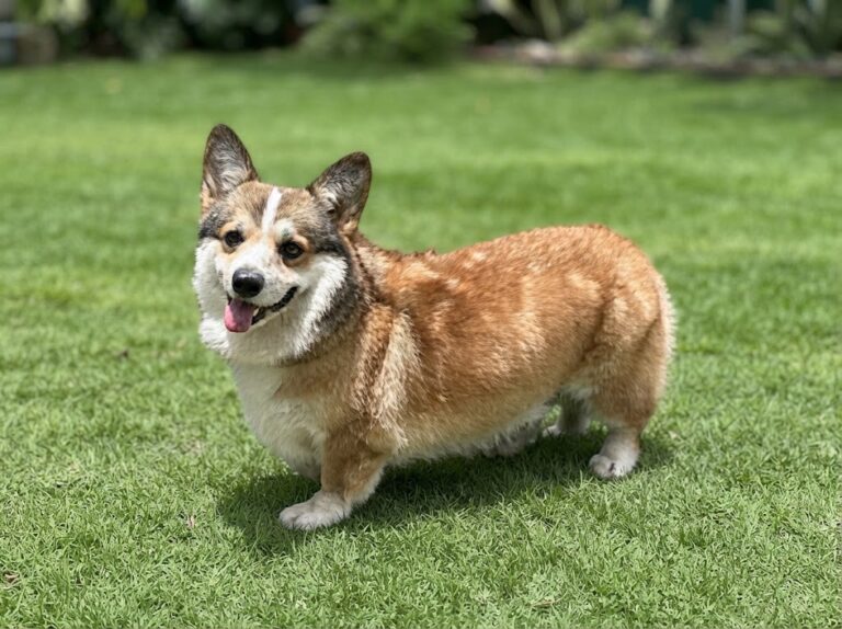Pembroke Welsh Corgi