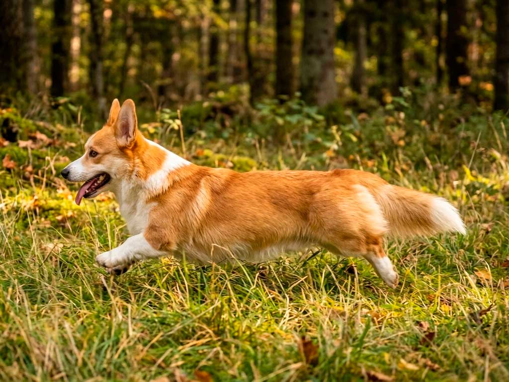 Pembroke Welsh Corgi: The Royal Favorite With an Outsized Personality