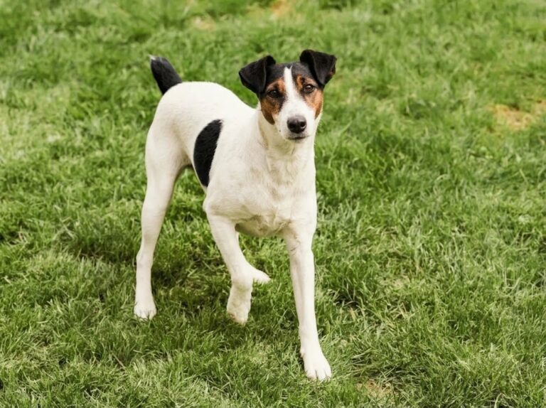 Smooth Fox Terrier