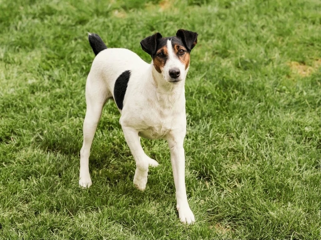 Smooth Fox Terrier