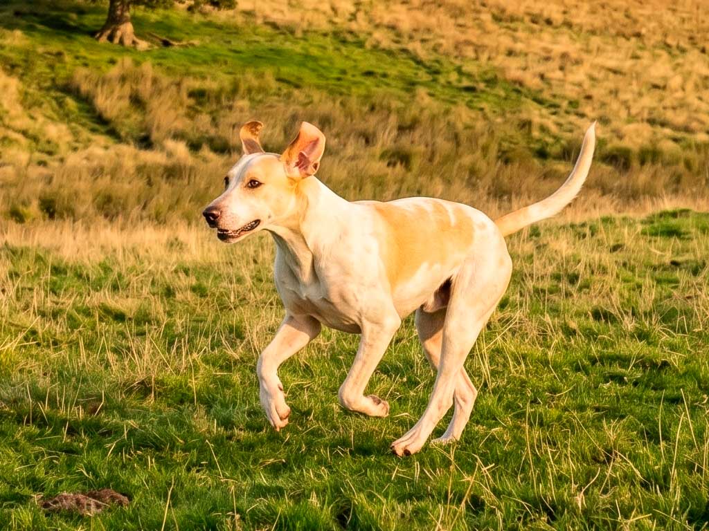 The Foxhound: Complete Guide to This Pack-Hunting Hound